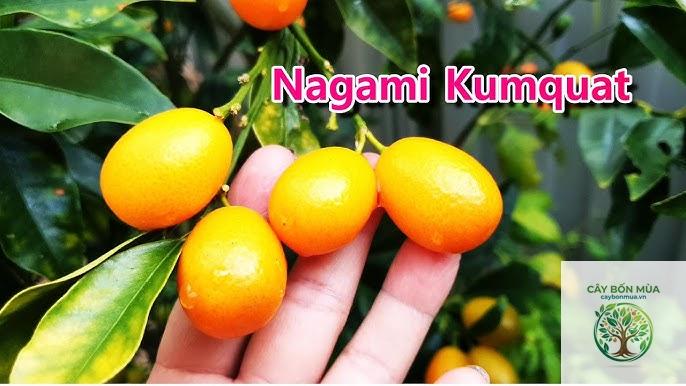 cây kumquat - Image 2