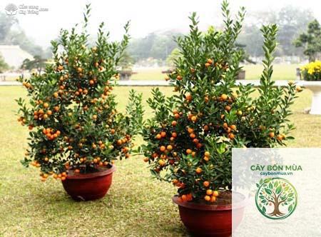 cây kumquat - Image 4
