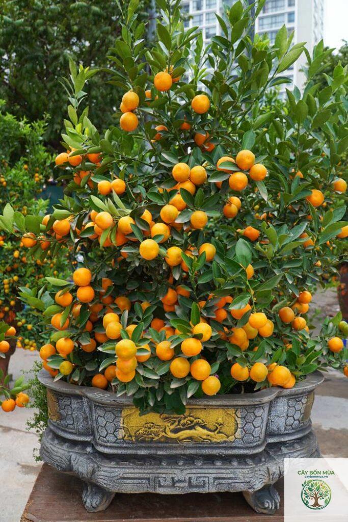 cây kumquat