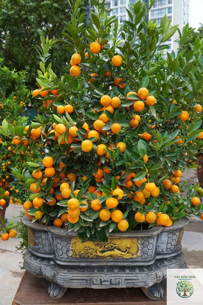 cây kumquat - Image 1