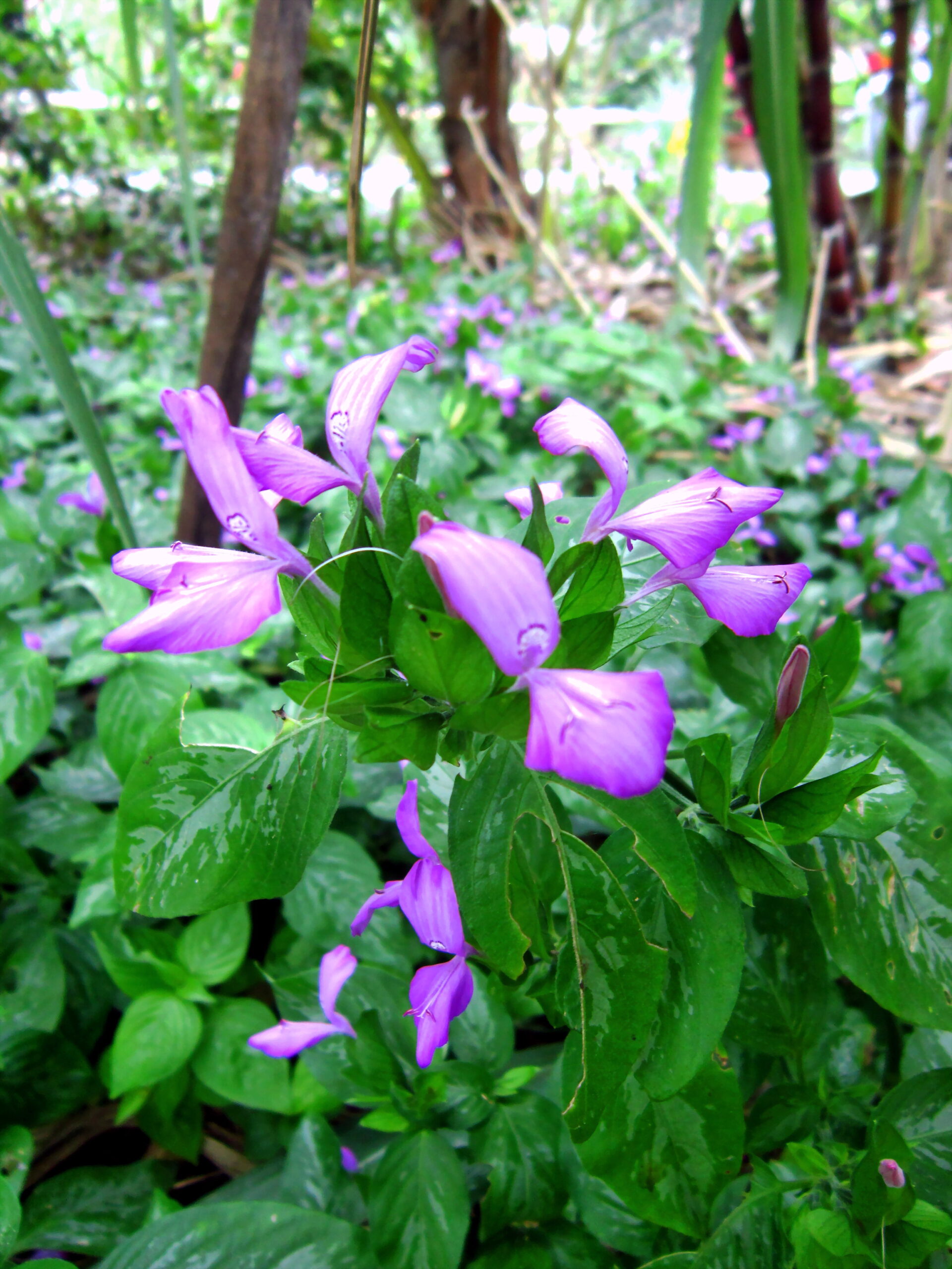 cây lá cẩm - Image 2
