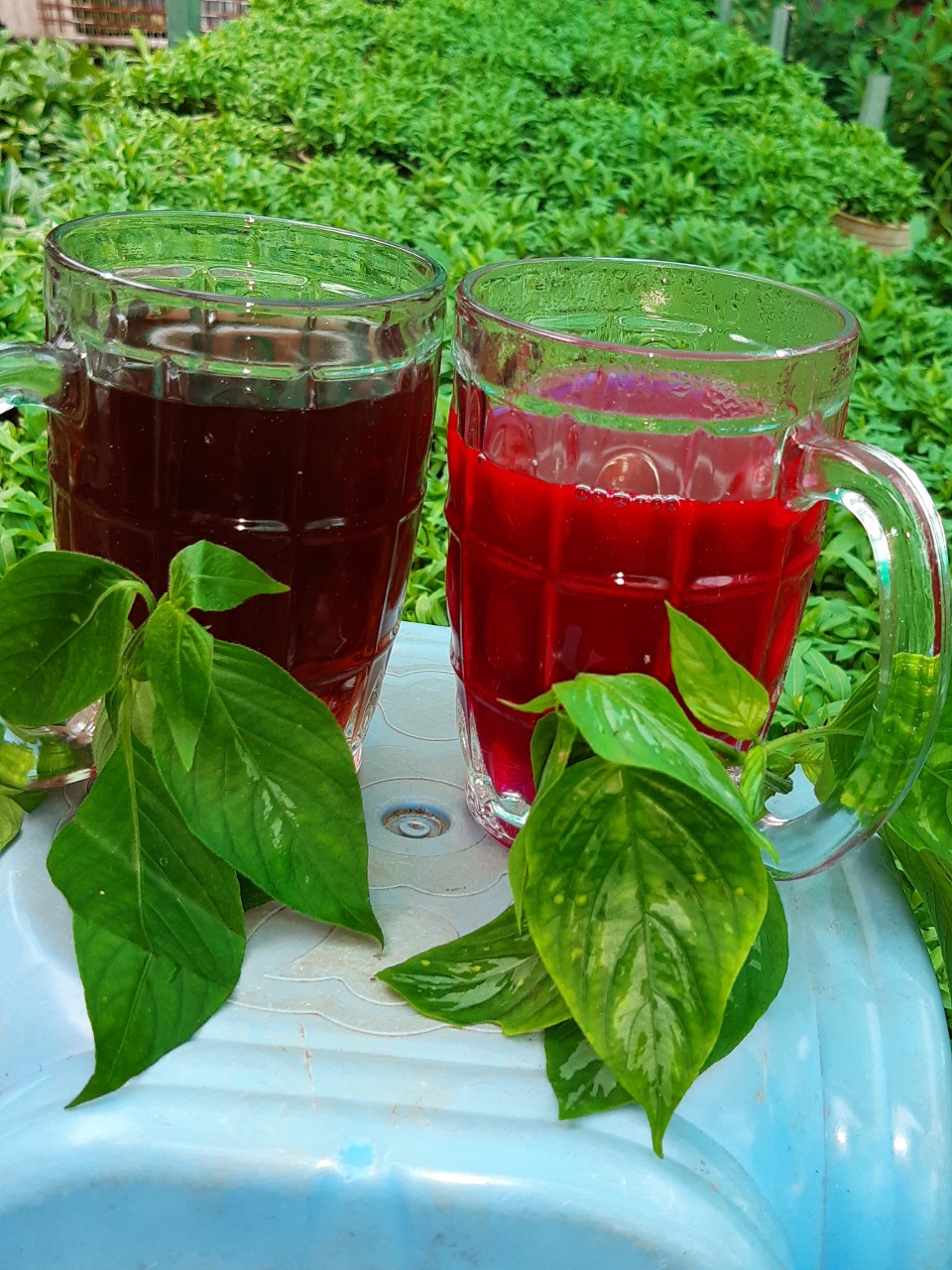cây lá cẩm - Image 3