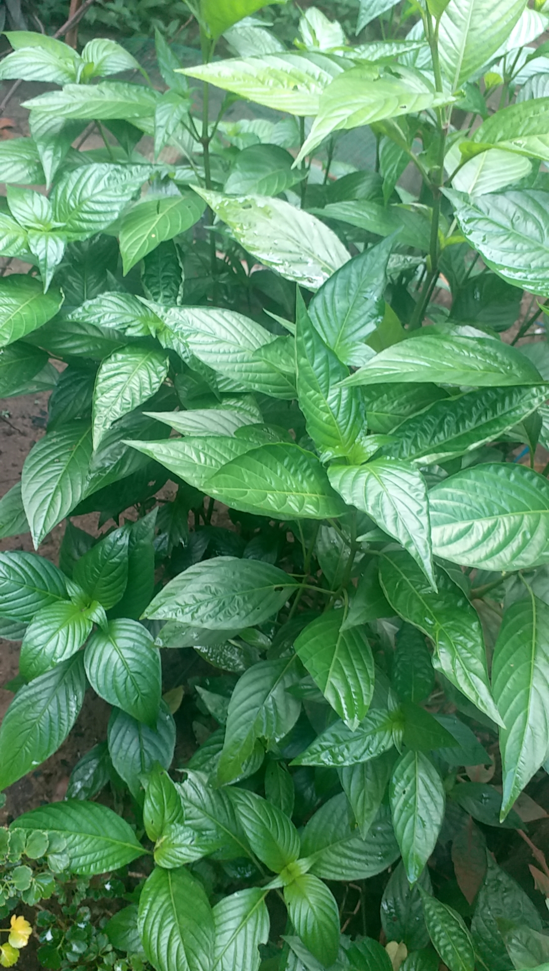 cây lá cẩm - Image 4