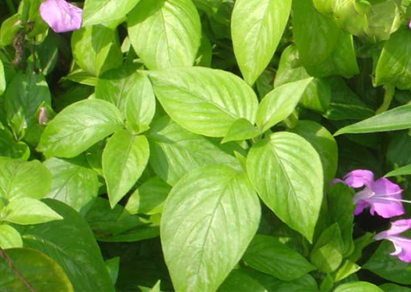 cây lá cẩm - Image 5