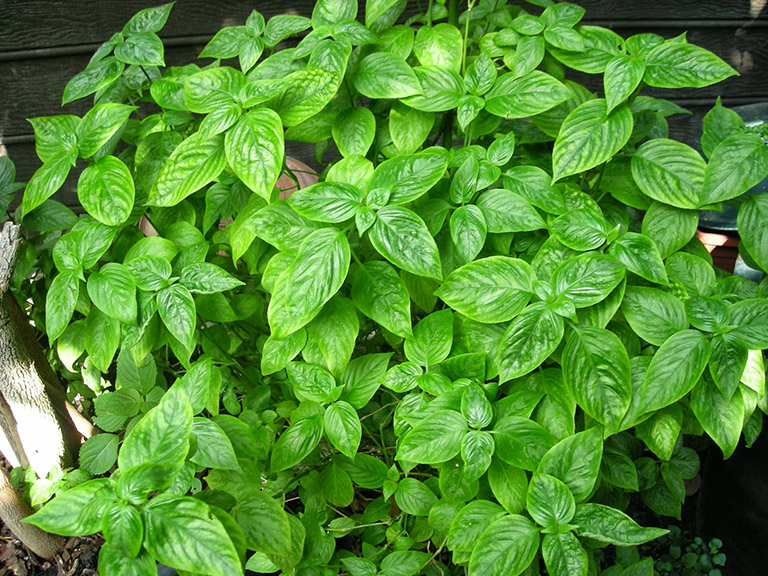 cây lá cẩm - Image 1