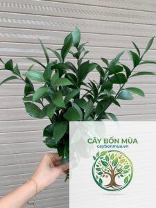 cây lá chanh