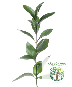 cây lá chanh - Image 4