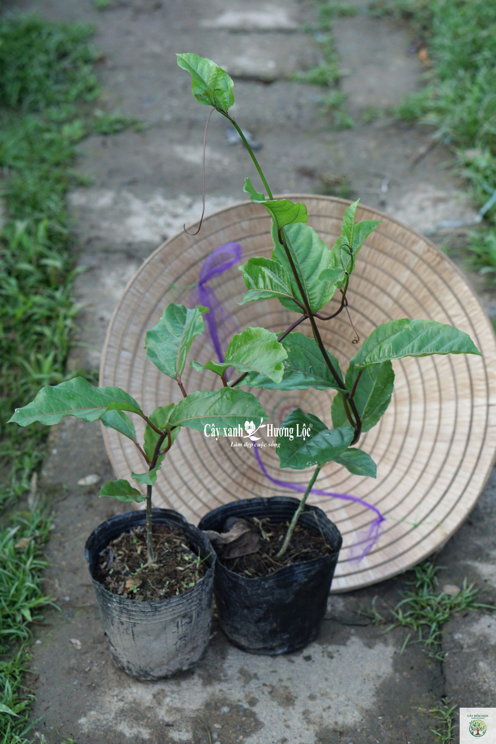 cây lá chanh dại - Image 5