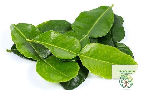 cây lá chanh kaffir