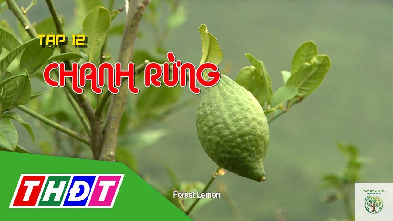 cây lá chanh rừng - Image 3