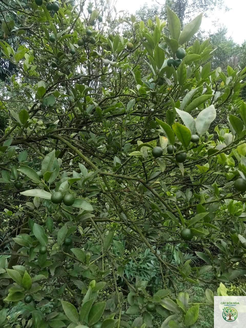 cây lá chanh rừng - Image 4