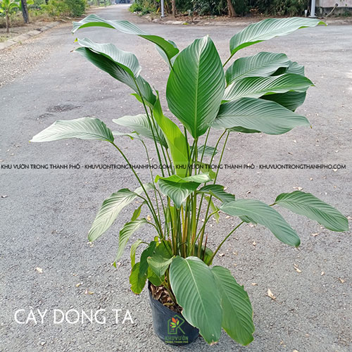 cây lá dong - Image 3