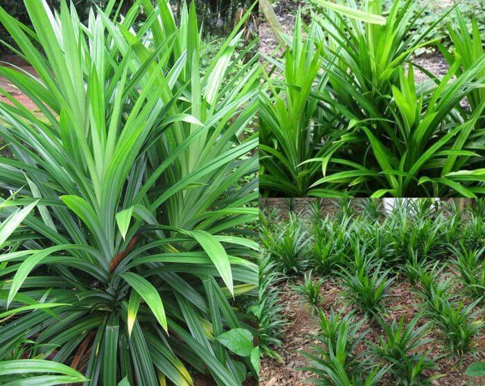 cây lá dứa - Image 2