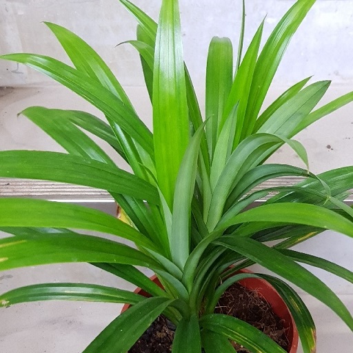cây lá dứa - Image 3