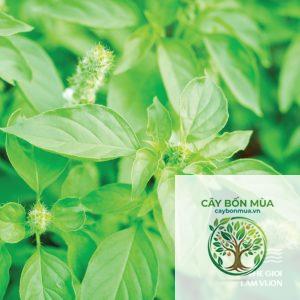 cây lá é - Image 4