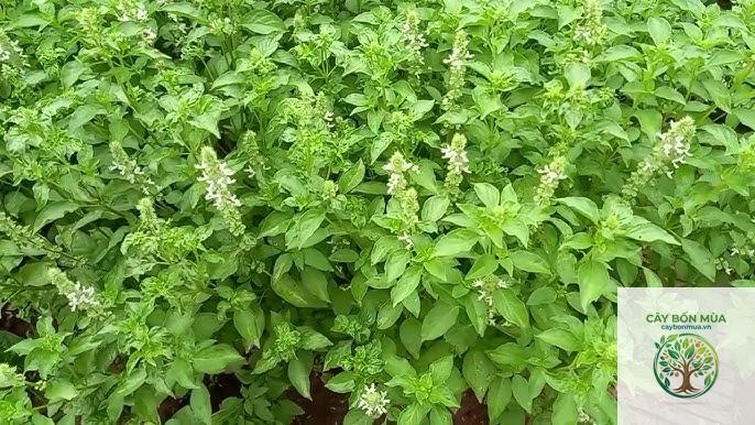 cây lá é đỏ - Image 4