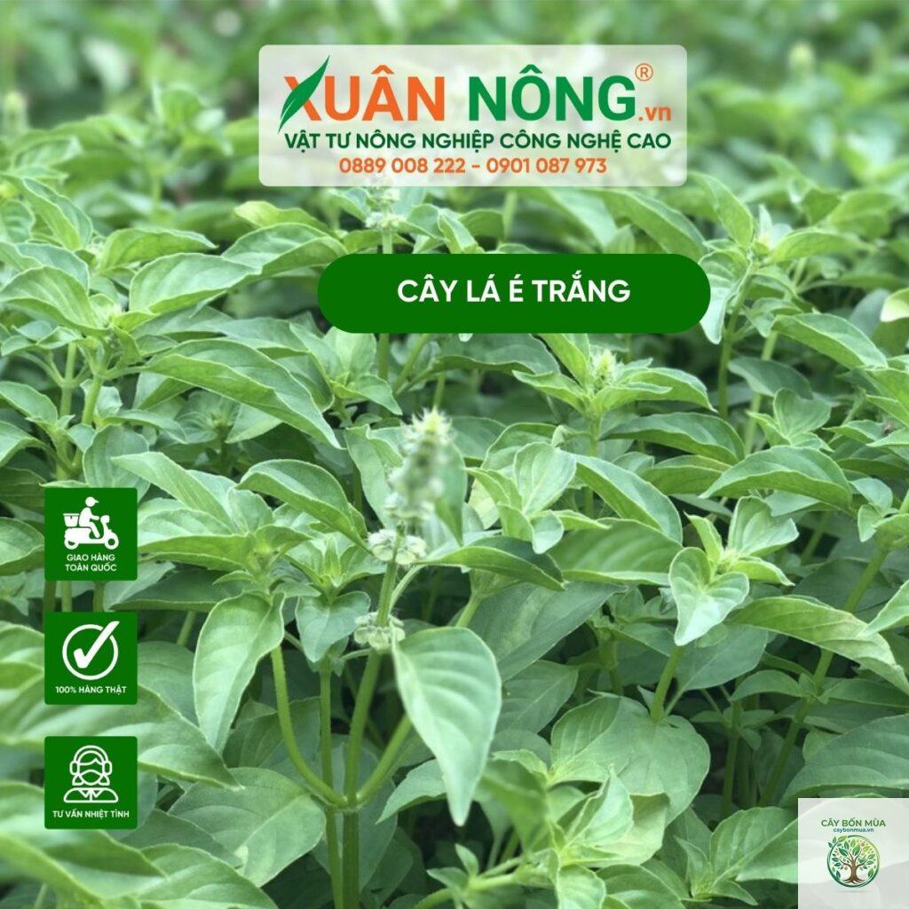 cây lá é trắng