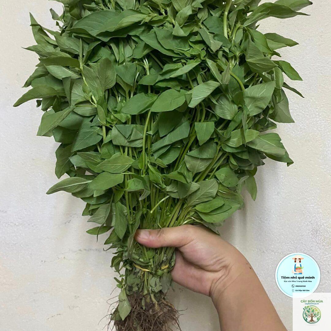 cây lá é trắng - Image 3