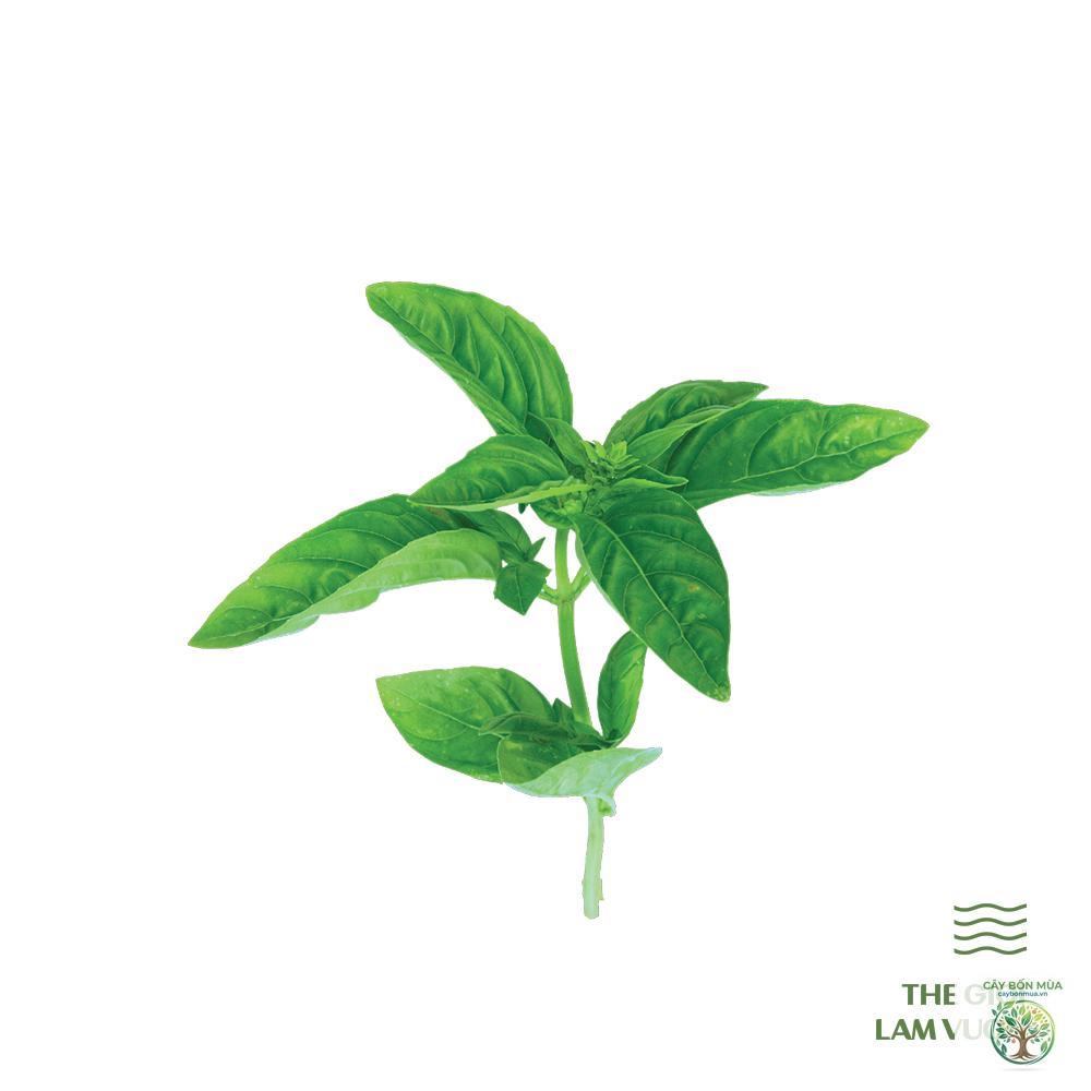 cây lá é xanh - Image 2