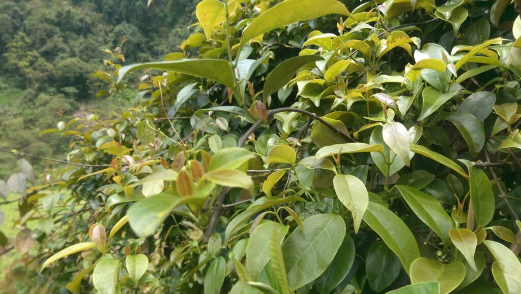 cây lá giang