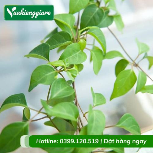 cây lá giang - Image 2