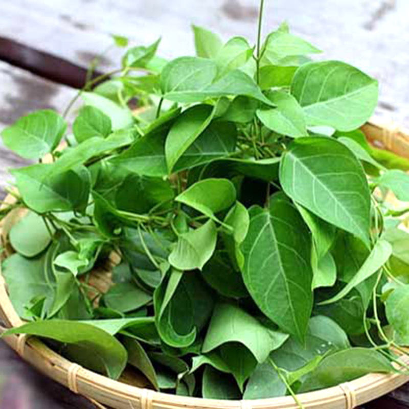 cây lá giang - Image 3