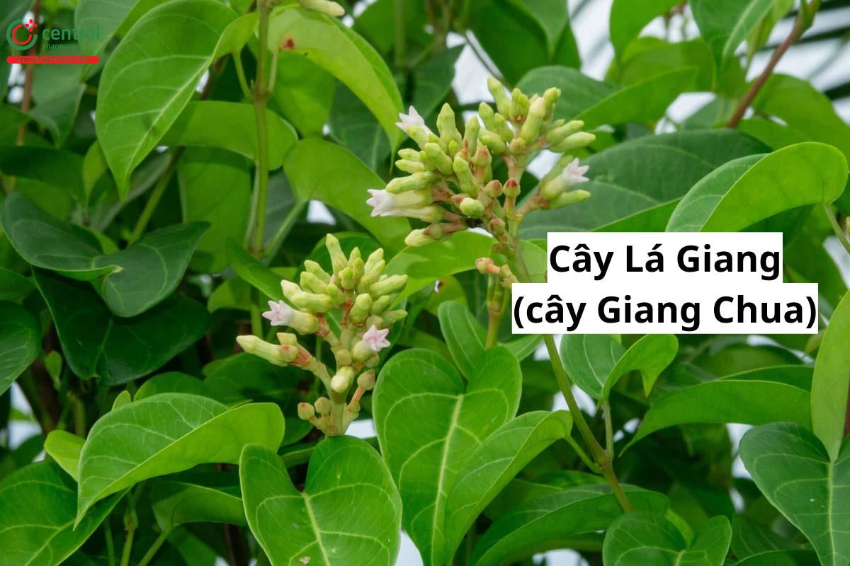 cây lá giang - Image 4