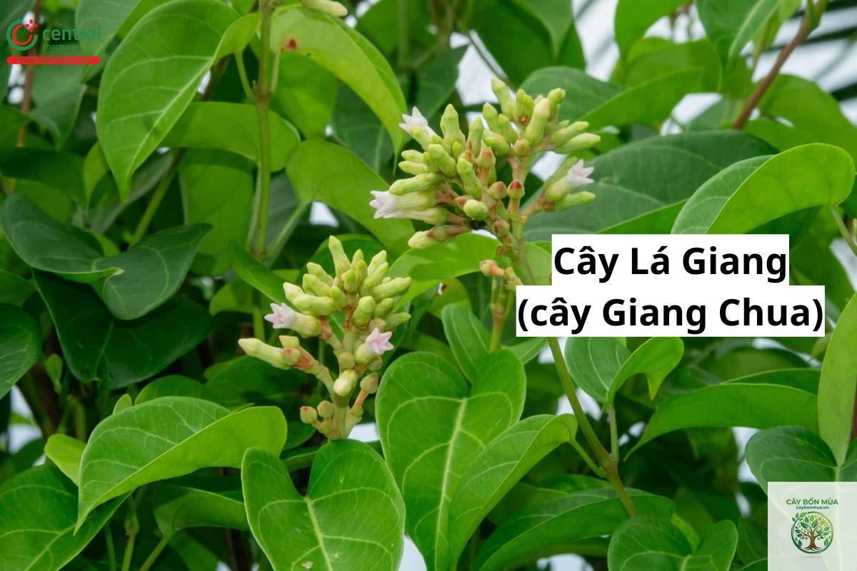 cây lá giang chua - Image 3