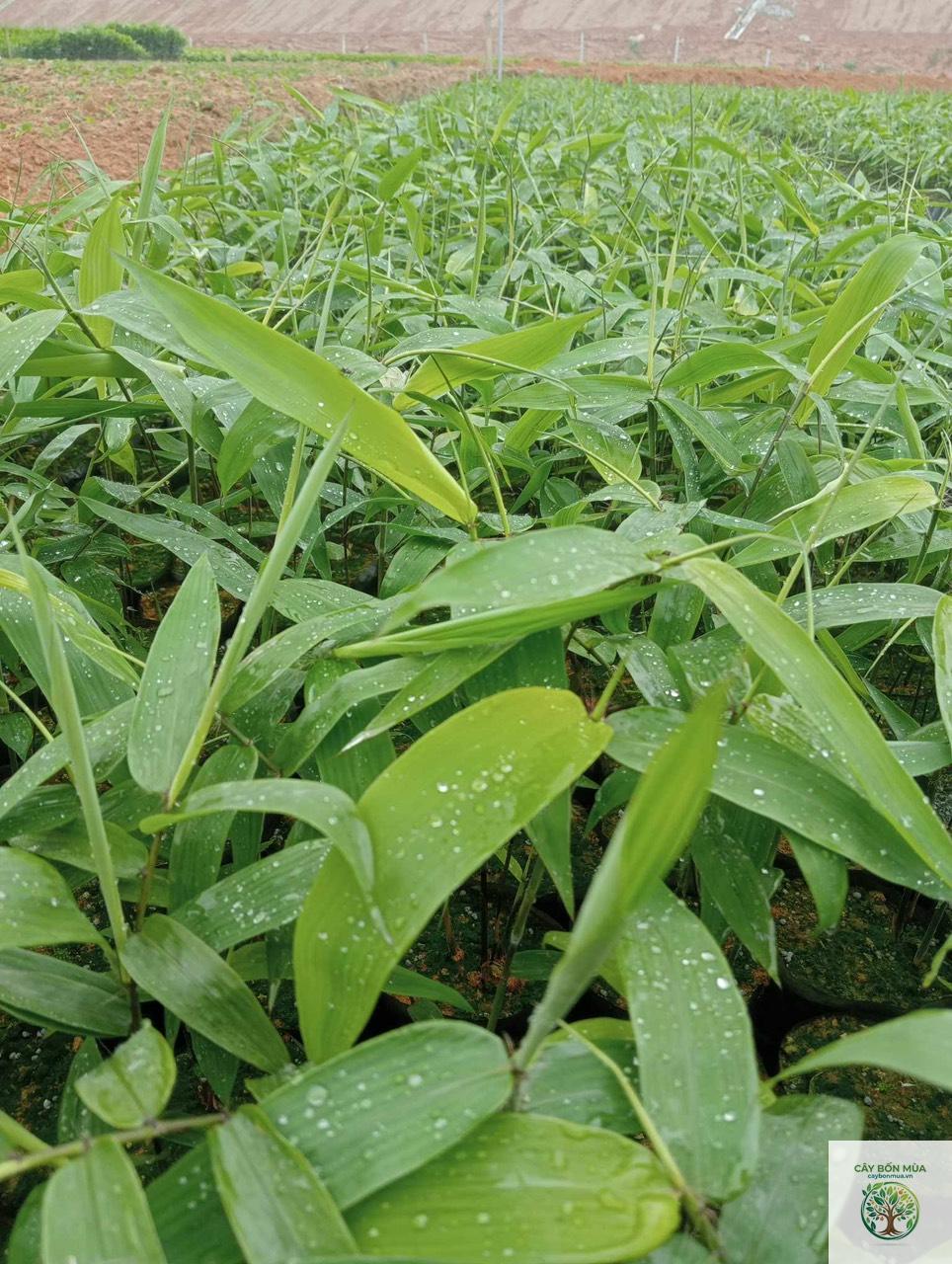 cây lá giang rừng - Image 2