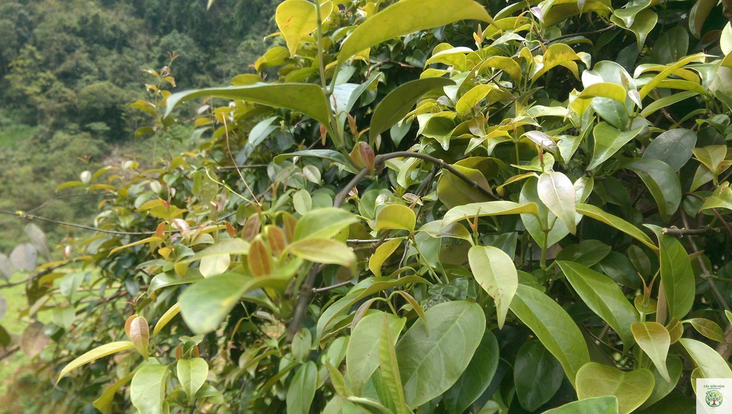 cây lá giang rừng - Image 1