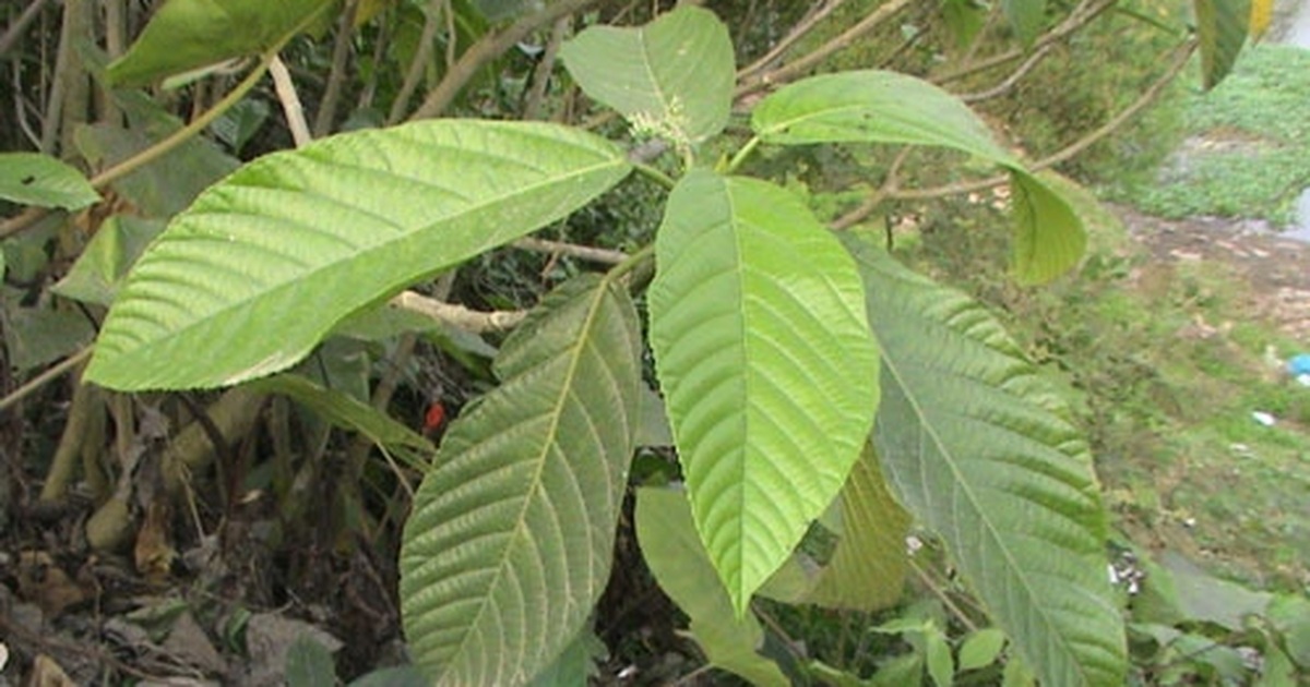 cây lá han - Image 2