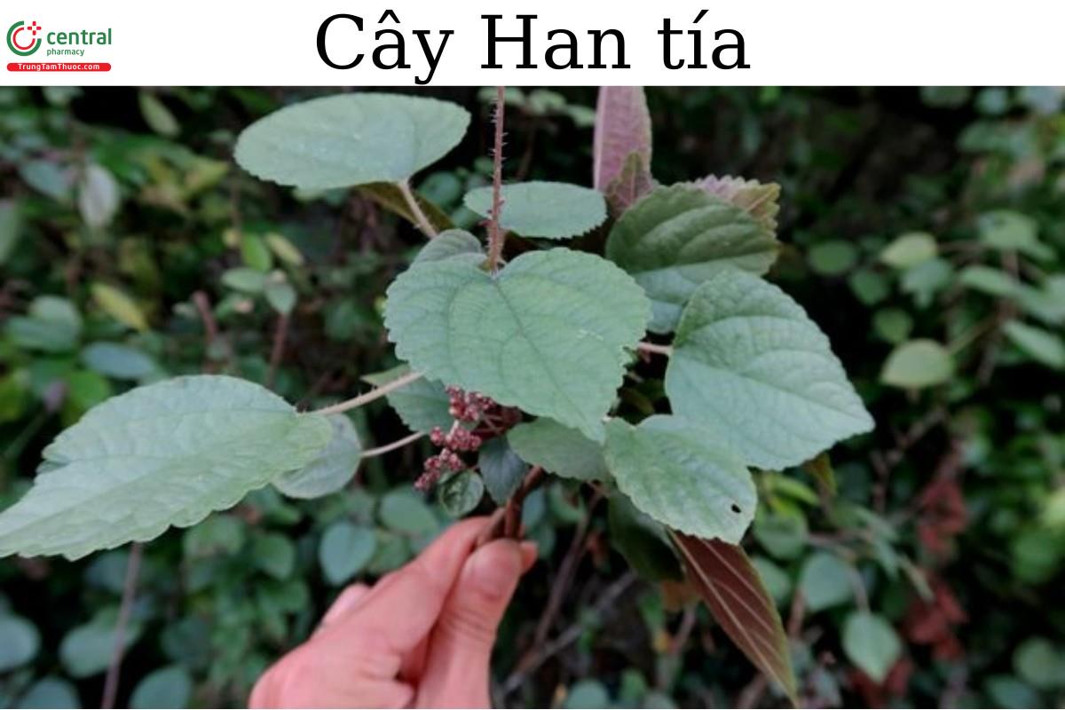cây lá han - Image 3
