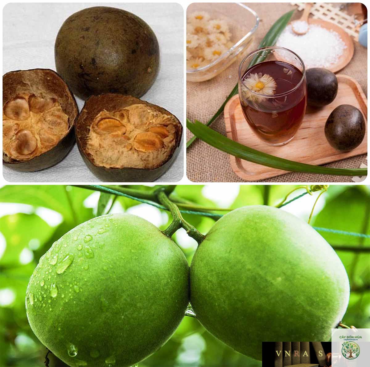 cây la hán quả Trung Quốc - Image 2