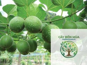 cây la hán quả khô - Image 2