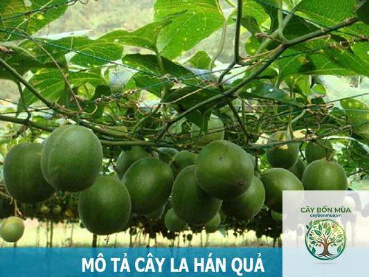 cây la hán quả rừng - Image 4