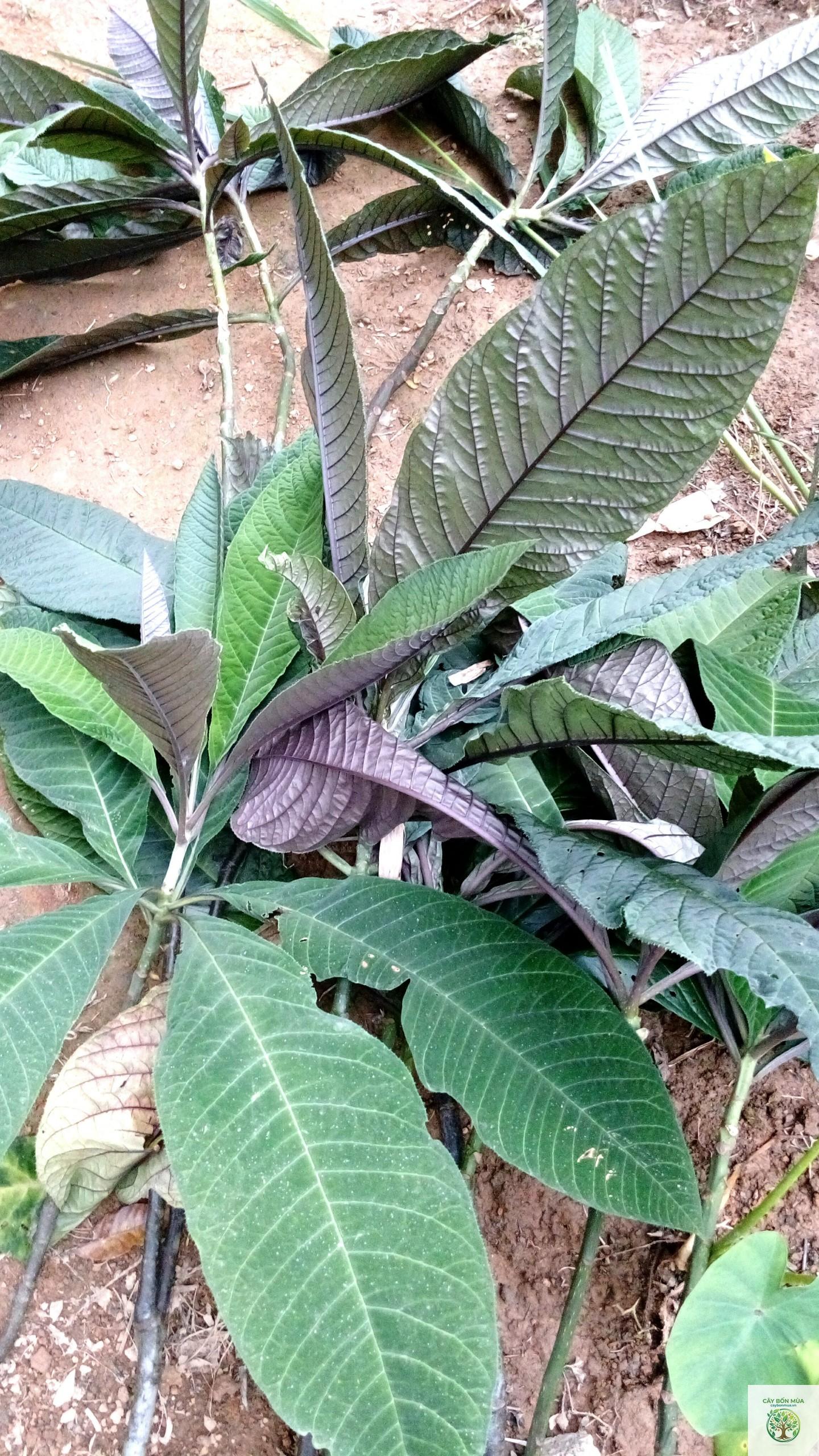 cây lá khôi tía - Image 4