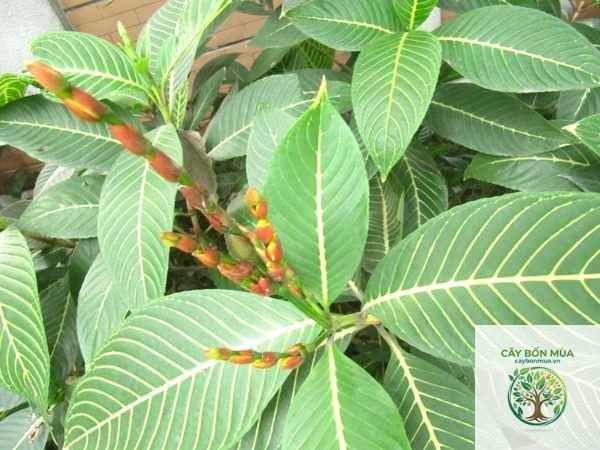 cây lá khôi trắng - Image 2