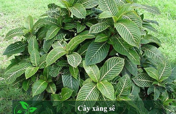 cây lá khôi trắng - Image 4