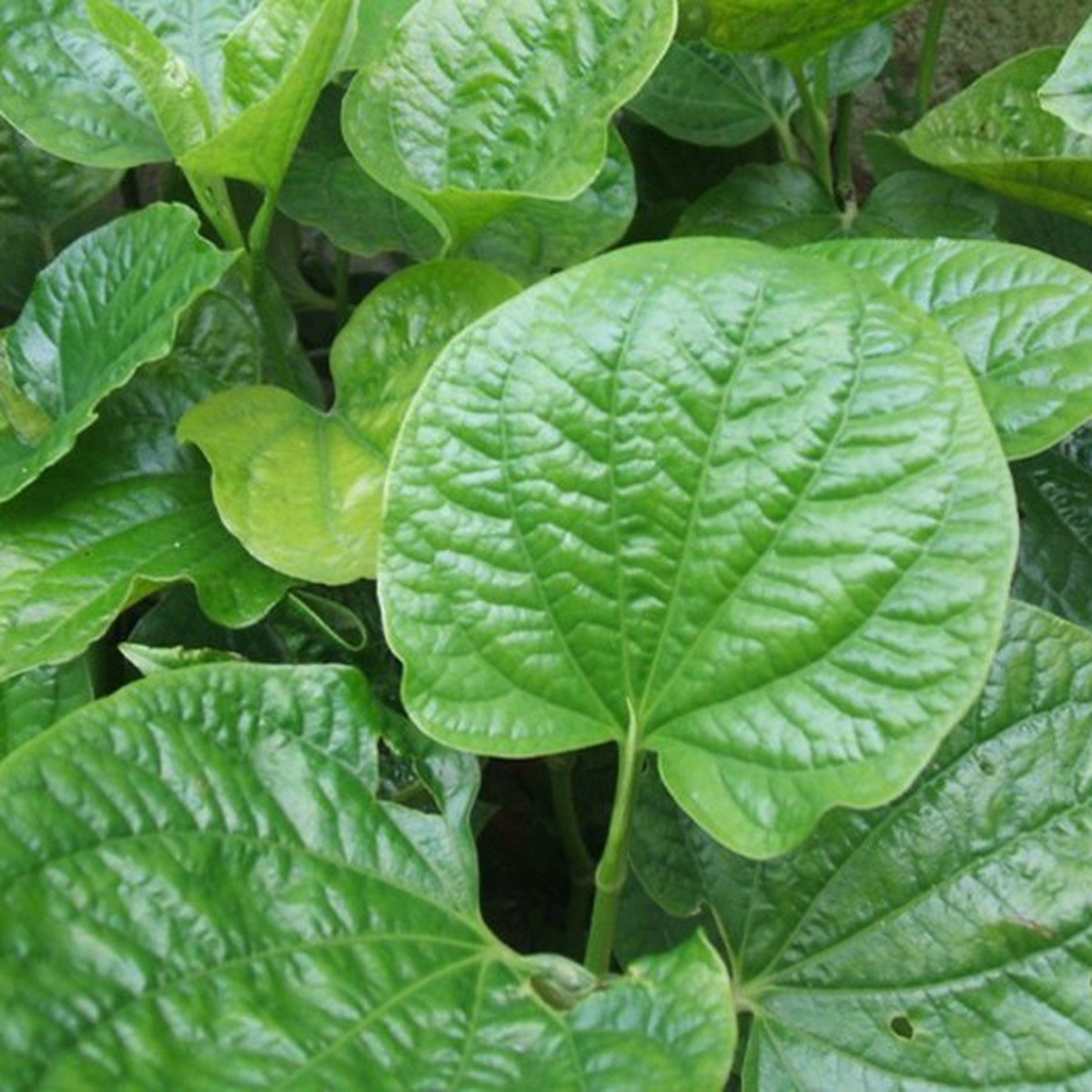 cây lá lốt - Image 4