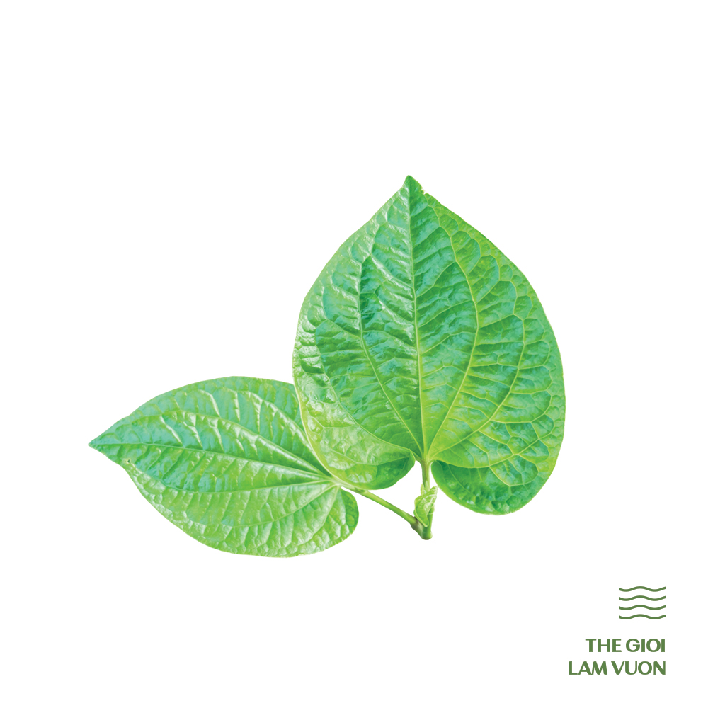 cây lá lốt - Image 5