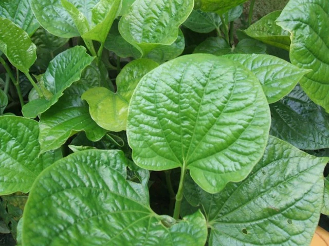 cây lá lốt dại - Image 3