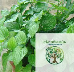 cây lá lốt đỏ - Image 2