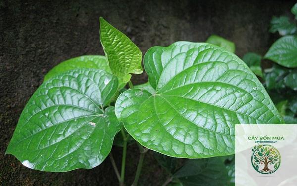 cây lá lốt đỏ - Image 4
