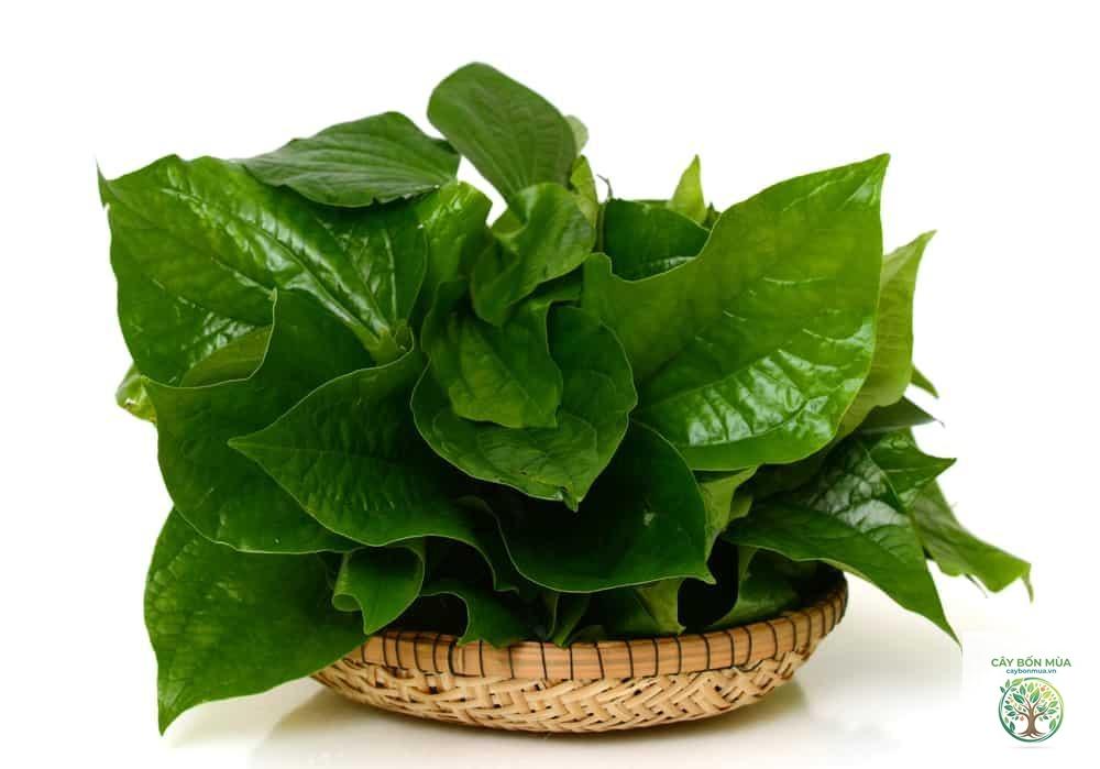 cây lá lốt đỏ