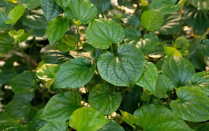 cây lá lốt rừng