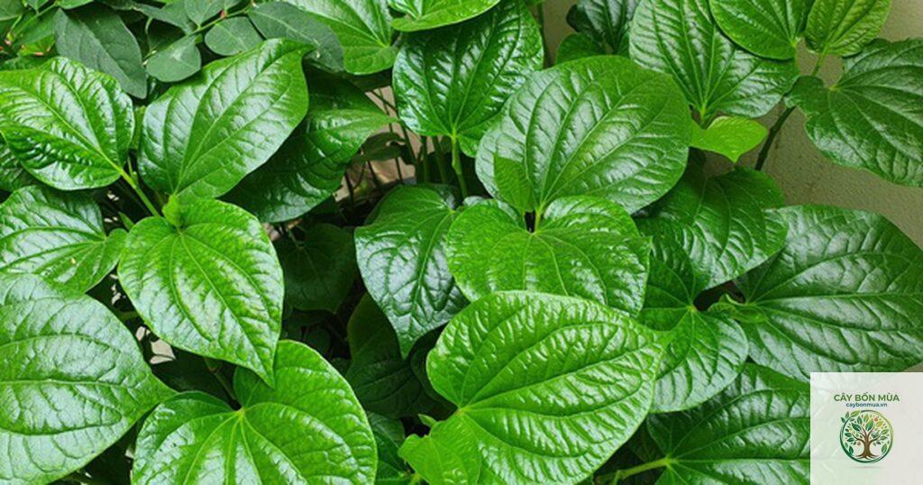 cây lá lốt xanh