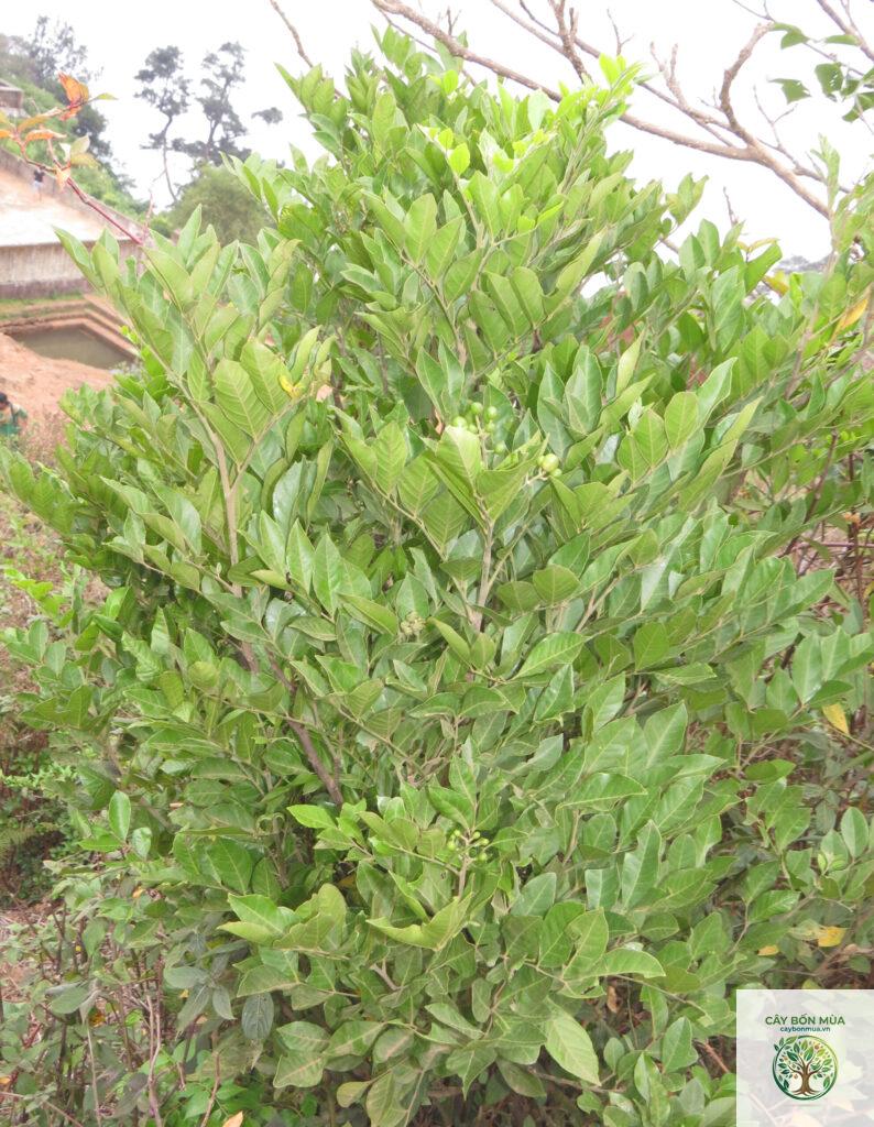 cây lá mắc mật