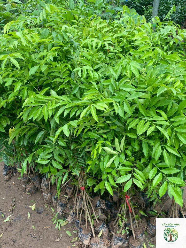 cây lá mắc mật rừng