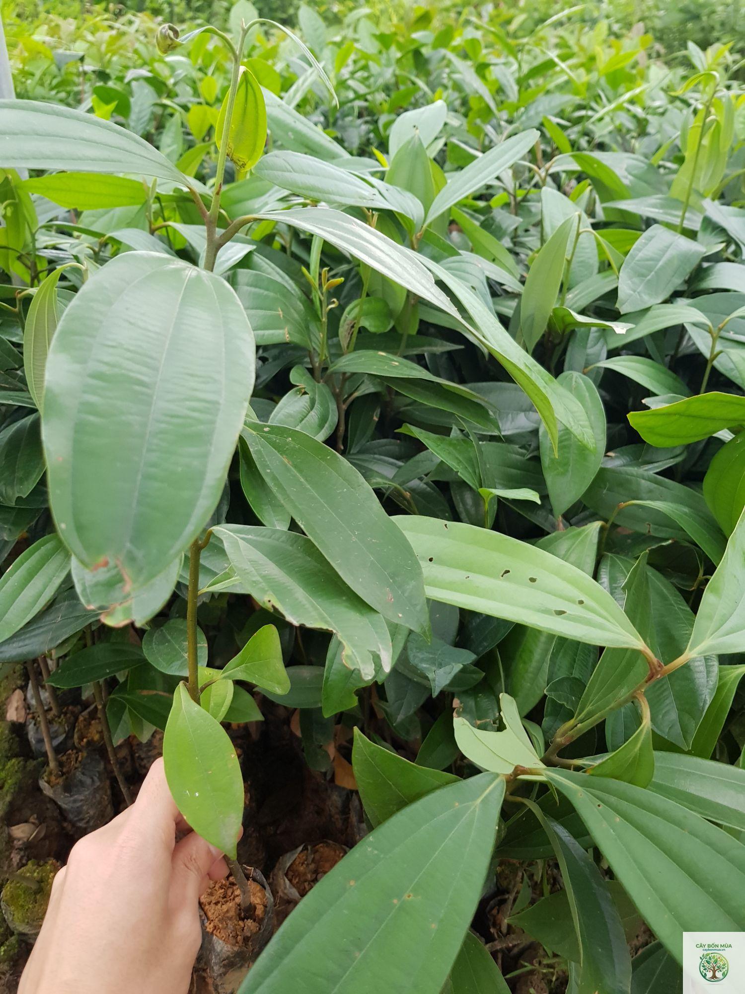 cây lá quế - Image 2