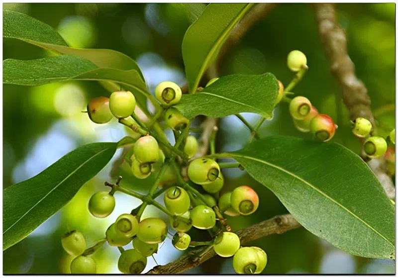 cây lá vối - Image 4